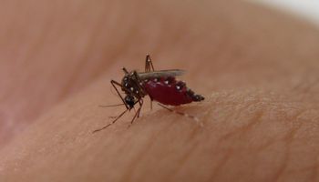 Dengue: preguntas y respuestas luego de superar los 41.000 infectados en Argentina