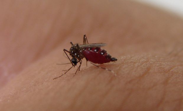 Dengue: preguntas y respuestas luego de superar los 41.000 infectados en Argentina