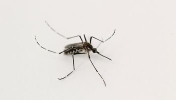 Invasión de mosquitos: un experto da una mirada distinta sobre los programas de control
