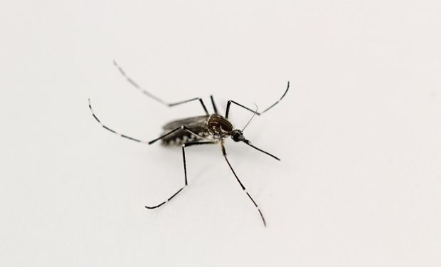 Invasión de mosquitos: un experto da una mirada distinta sobre los programas de control