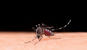 Vacuna contra el dengue: cuánto sale y quiénes se la pueden aplicar