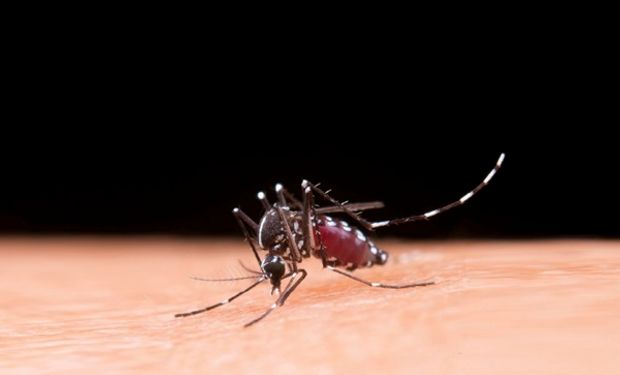 Vacuna contra el dengue: cuánto sale y quiénes se la pueden aplicar