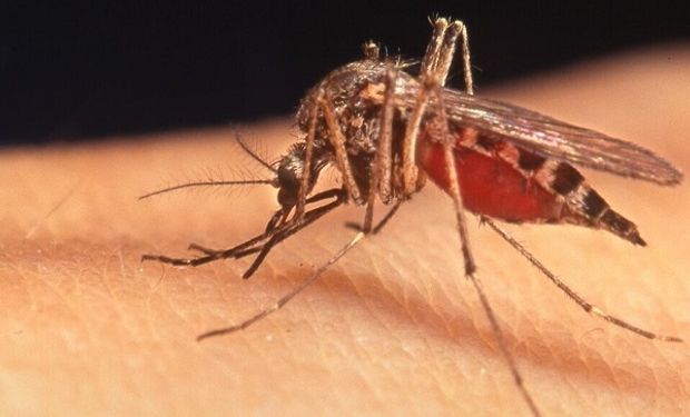 Dengue en Argentina: cuáles son los síntomas y qué zonas son las más afectadas por contagios