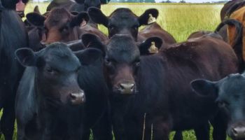 Infecciones por parásitos en bovinos: presentaron una medicina “alternativa” para el control