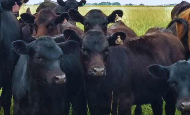 Infecciones por parásitos en bovinos: presentaron una medicina “alternativa” para el control