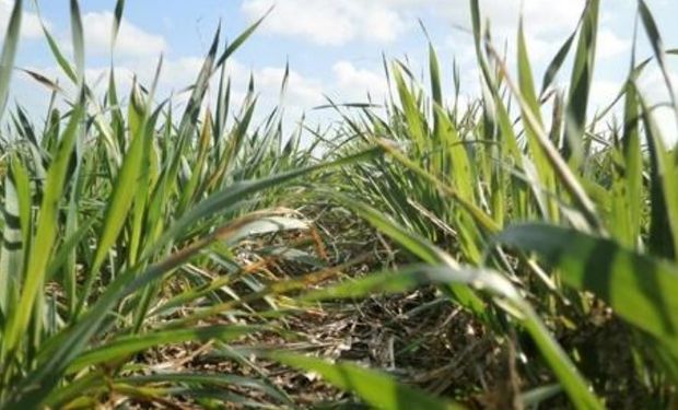 Lote de trigo sobre rastrojo de soja en pleno desarrollo de planta, en el centro del departamento San Jerónimo.-