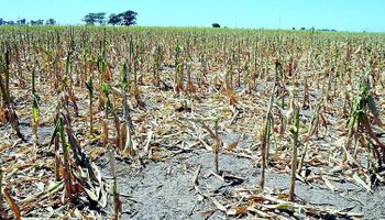La sequía también afecta al norte de Santa Fe