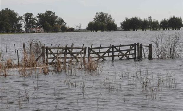 En la zona de Bengolea buscan trasladar las vacas en medio del agua.