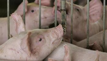 Rusia vuelve a comprar cerdo a EE.UU. y Brasil