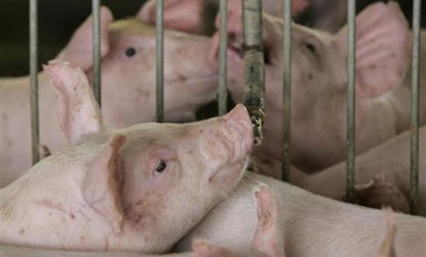 Rusia vuelve a comprar cerdo a EE.UU. y Brasil