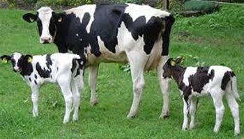 Fonterra redujo proyección de oferta