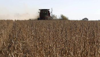 Por qué caería la cosecha de soja pese a la suba de 200 mil hectáreas en el área