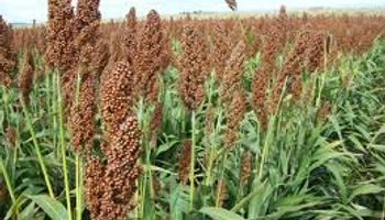 En Santa Fe, suman valor a la producción primaria