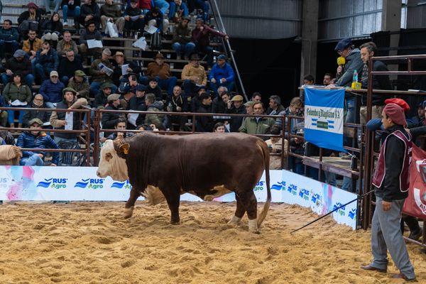 toro nacionales