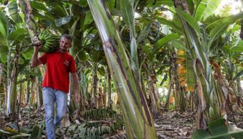 Renegociação do Desenrola Rural supera R$ 20 bilhões em dívidas