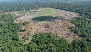 Justiça bloqueia R$ 292 milhões de pecuarista acusado de desmatar a Amazônia