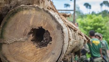 Pecuarista é condenado por desmatamento ilegal de quase mil hectares na Amazônia