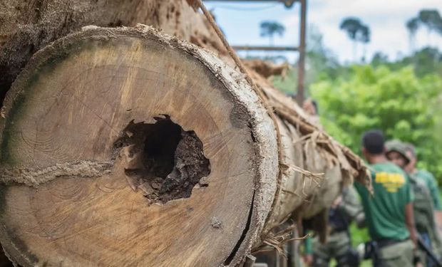 Pecuarista é condenado por desmatamento ilegal de quase mil hectares na Amazônia