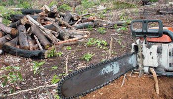 Desmatamento na Amazônia atinge maior área desde 2008, diz Imazon