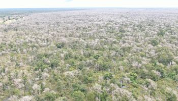 Maior desmatador do Pantanal é denunciado por nove crimes; penas podem chegar a 412 anos