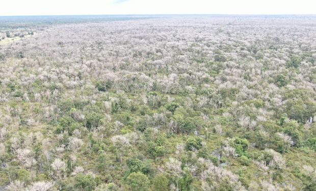 Maior desmatador do Pantanal é denunciado por nove crimes; penas podem chegar a 412 anos