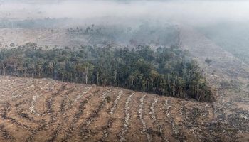 STF autoriza desapropriação de terras por incêndio ilegal e desmatamento