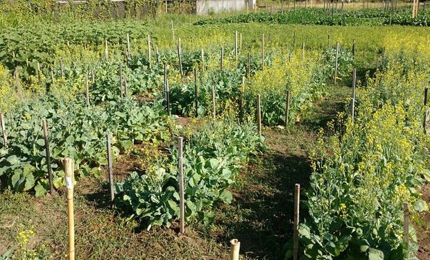 El aceite de este cultivo es el tercero que más se produce en el mundo.