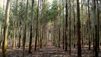 Destacan el rol de las plantaciones forestales para mitigar el calentamiento global