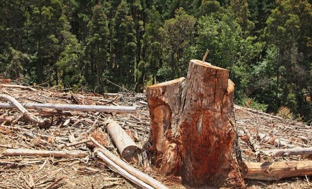 Os estados com maior reprovação de financiamentos foram Tocantins, Pará e Rondônia. (foto - banco Freepik)