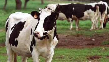 Idean dispositivo para detectar vacas en celos