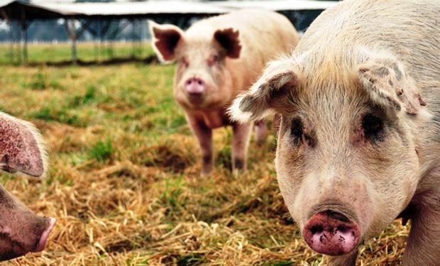 Detectaron PRSS en tres cerdos reproductores importados: qué dijo el Senasa