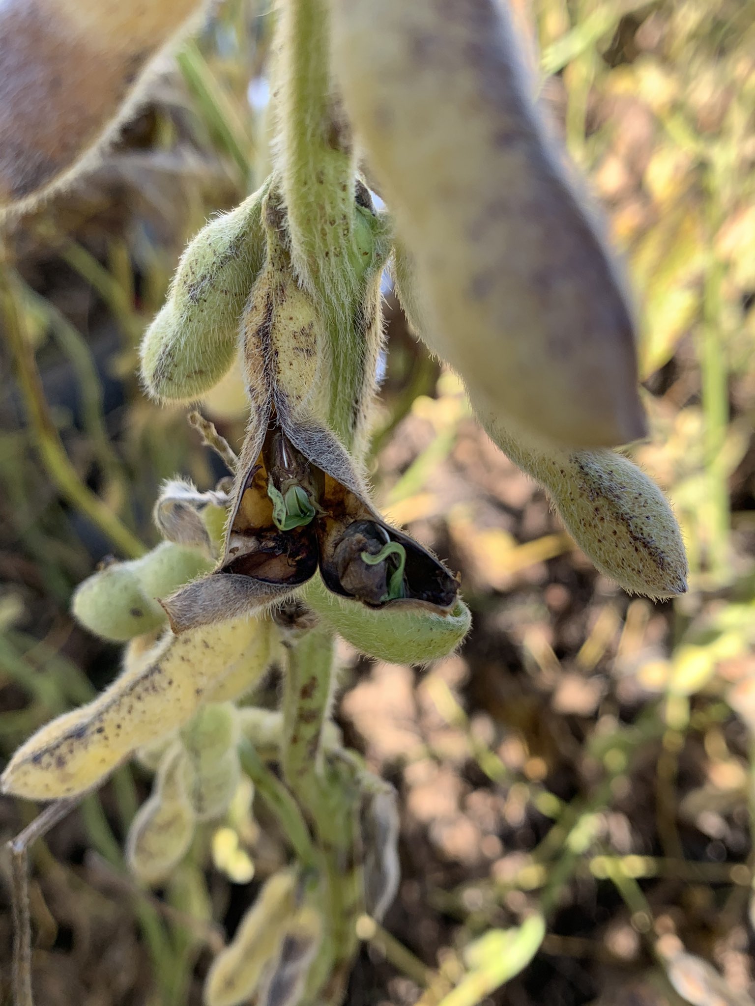 noticiaspuertosantacruz.com.ar - Imagen extraida de: https://news.agrofy.com.ar/noticia/209249/combo-alcista-hay-buques-esperando-no-son-pocos-productores-que-esperan-devaluacion