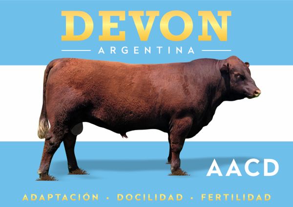 raza devon en argentina