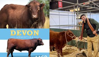 De Wall Street al campo pampeano: el financista que trajo de vuelta a una raza que no existía en la Argentina