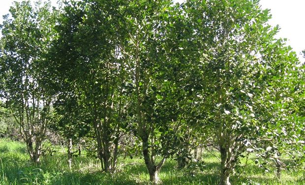 La Planta & Hoja de Yerba Mate: Ilex Paraguariensis