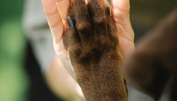 Día del Animal: por qué se celebra el 29 de abril y las razas de perro que se usan en el campo