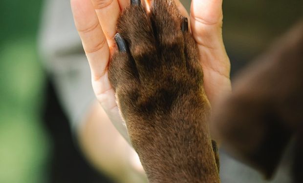 Día del Animal: por qué se celebra el 29 de abril y las razas de perro que se usan en el campo