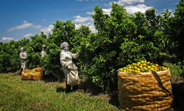 Citricultura de SP representa 78% das vagas totais de trabalho criadas na safra 2023/24