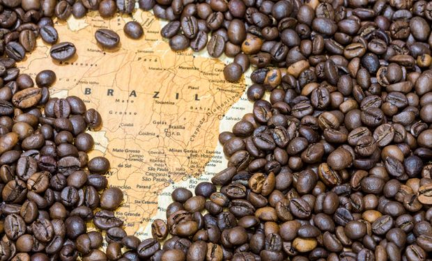 Dia do Café: estudo diz que a cafeicultura é carbono negativo