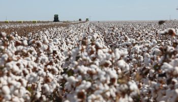 Dia do Jeans: por trás da peça mais democrática do mundo, um gigante do agro