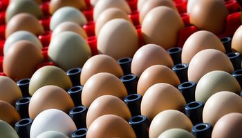 Dia do ovo: brasileiro consumiu 257 unidades em média em 2021