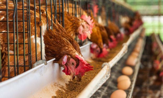 Argentina consume 322 huevos por habitantes y está tercera a nivel mundial