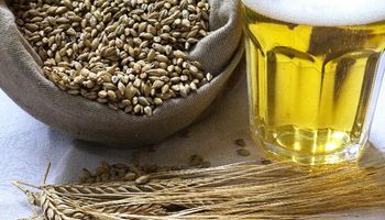 Dia internacional da Cerveja: desafios da produção de cevada