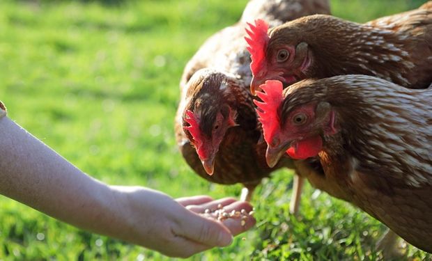 Dia Mundial do Frango: Brasil manterá protagonismo global