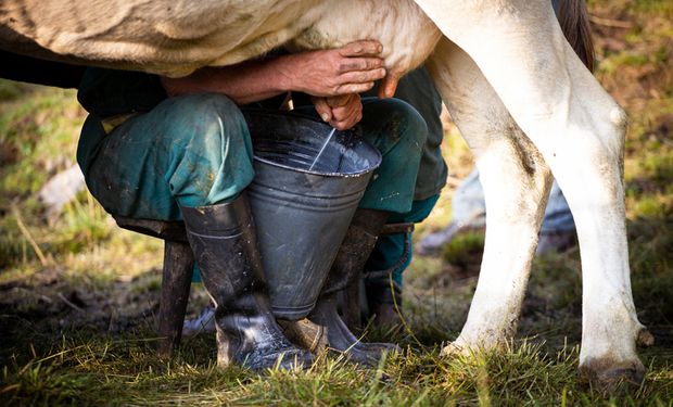 Preços do leite e derivados sobem em maio; produção cai