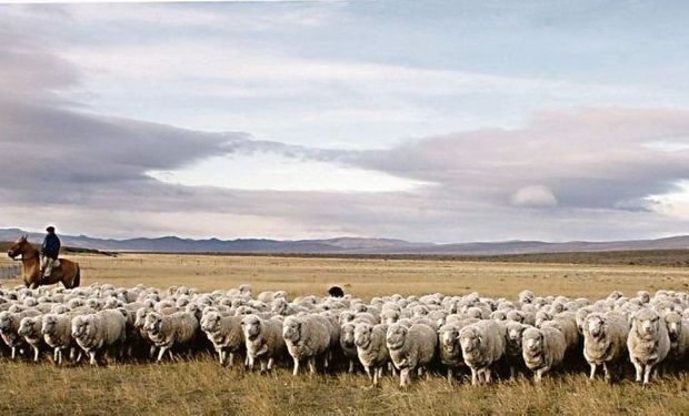 Día del Animal: por qué se celebra hoy