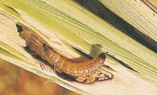 Las larvas al nacer se dirigen hacia la axila, entre el tallo y las vainas de las hojas, permaneciendo allí durante los 3 a 5 días siguientes