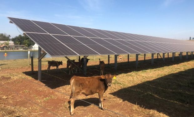 Agrishow 2022: painel solar gera energia e sombra para o rebanho 
