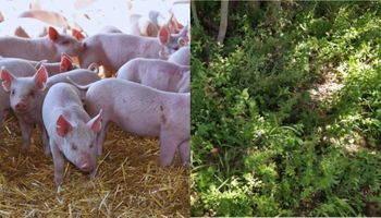 ¿De Charly García a una vacuna? La planta aromática que puede ayudar a la actividad porcina