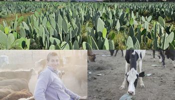 Escuchó una historia de campo y hoy cría hasta 40 vacas por hectárea en zonas desérticas con nopal